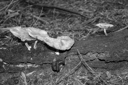B&W Forest funghi #nofilter #noedit